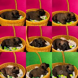 Cuccioli di malinois