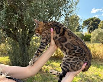 Gattina bengala Brown spotted tabby