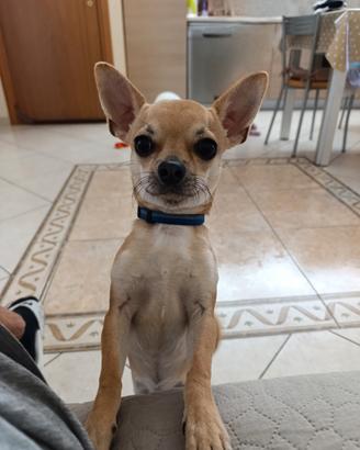 Chihuahua accoppiamento