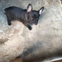 Bulldog francese