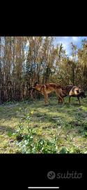 Cuccioli di Malinois