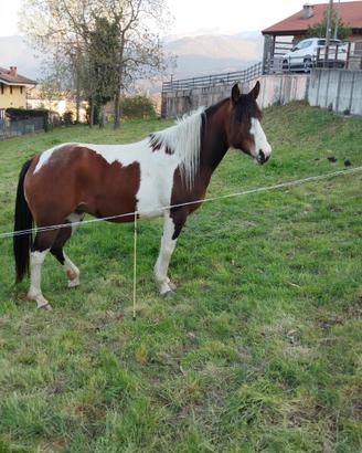 Cavalla Paint x quarter