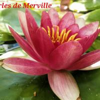 ninfea Charles de Meurville no loto semi laghetto