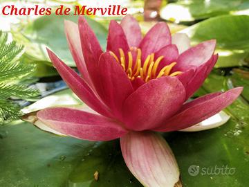 ninfea Charles de Meurville no loto semi laghetto