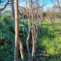 piante di kaki