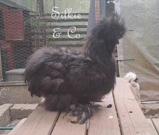 Moroseta SILKIE NERO/ORO