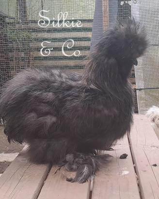 Moroseta SILKIE NERO/ORO