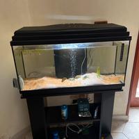 Avquario 80 lt