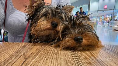 York schire con pedigree