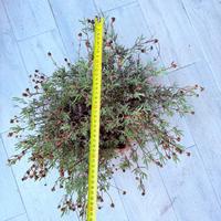 delosperma cooperi cactus succulente 