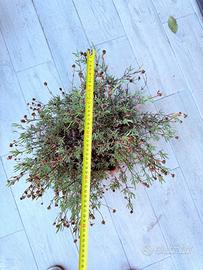 delosperma cooperi cactus succulente 