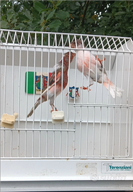 Canarino Arlecchino Portoghese