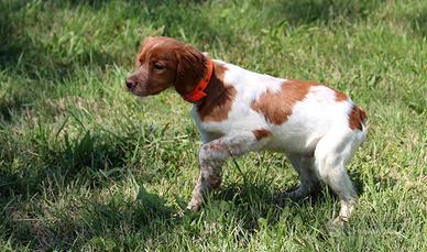 Epagneul Breton 6 mesi da caccia