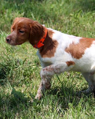 Epagneul Breton 6 mesi da caccia