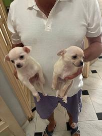 2 chihuahua maschi bianco e beige