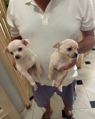 2 chihuahua maschi bianco e beige