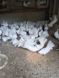 Pavoncelle