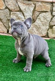 Cuccioli bulldog francese