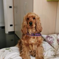 Affido Cocker Spaniel con pedigree