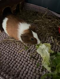 Cavia