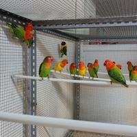 Inseparabili fischer