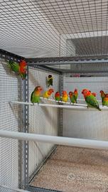 Inseparabili fischer