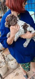 Cuccioli lagotto romagnolo