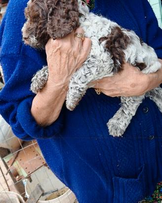 Cuccioli lagotto romagnolo