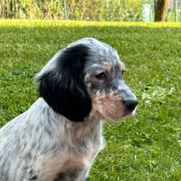 Disponibili cuccioli di setter inglese