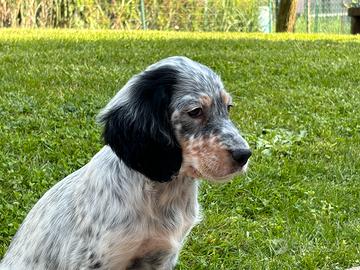 Disponibili cuccioli di setter inglese