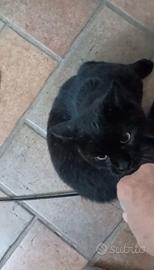 Gatto nero