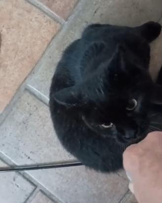 Gatto nero