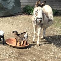 Mamma con le sue caprette,marito e un figlio