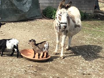 Mamma con le sue caprette,marito e un figlio