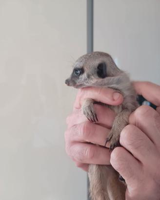 Cuccioli di suricato