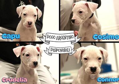 Cuccioli Dogo Argentino