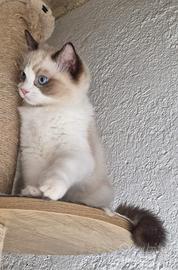 Cucciolo Ragdoll seal bicolor con pedigree