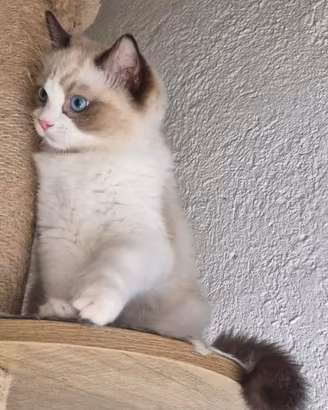 Cucciolo Ragdoll seal bicolor con pedigree