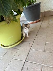 Gattini