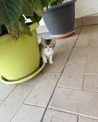 Gattini