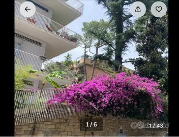 Attico 67 mq con terrazzo Balduina