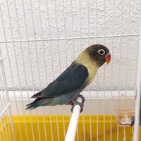 Pappagalli Inseparabili