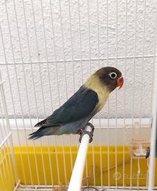 Pappagalli Inseparabili