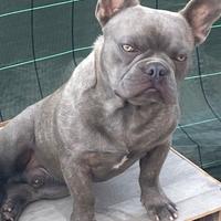 Bulldog francese