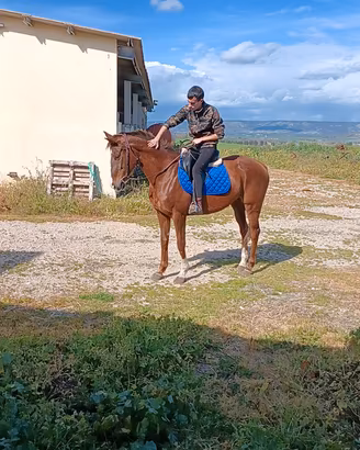 cavalla PSI 