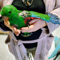 Pappagallo ecletto roratus pullo