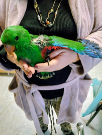 Pappagallo ecletto roratus pullo