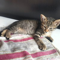Si regala gattina piccola