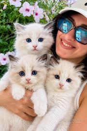 Cuccioli RAGDOLL Pedigree Ministeriale AGI