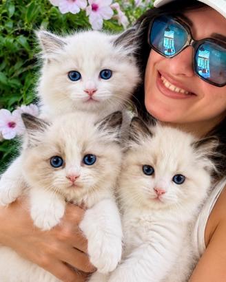 Cuccioli RAGDOLL Pedigree Ministeriale AGI